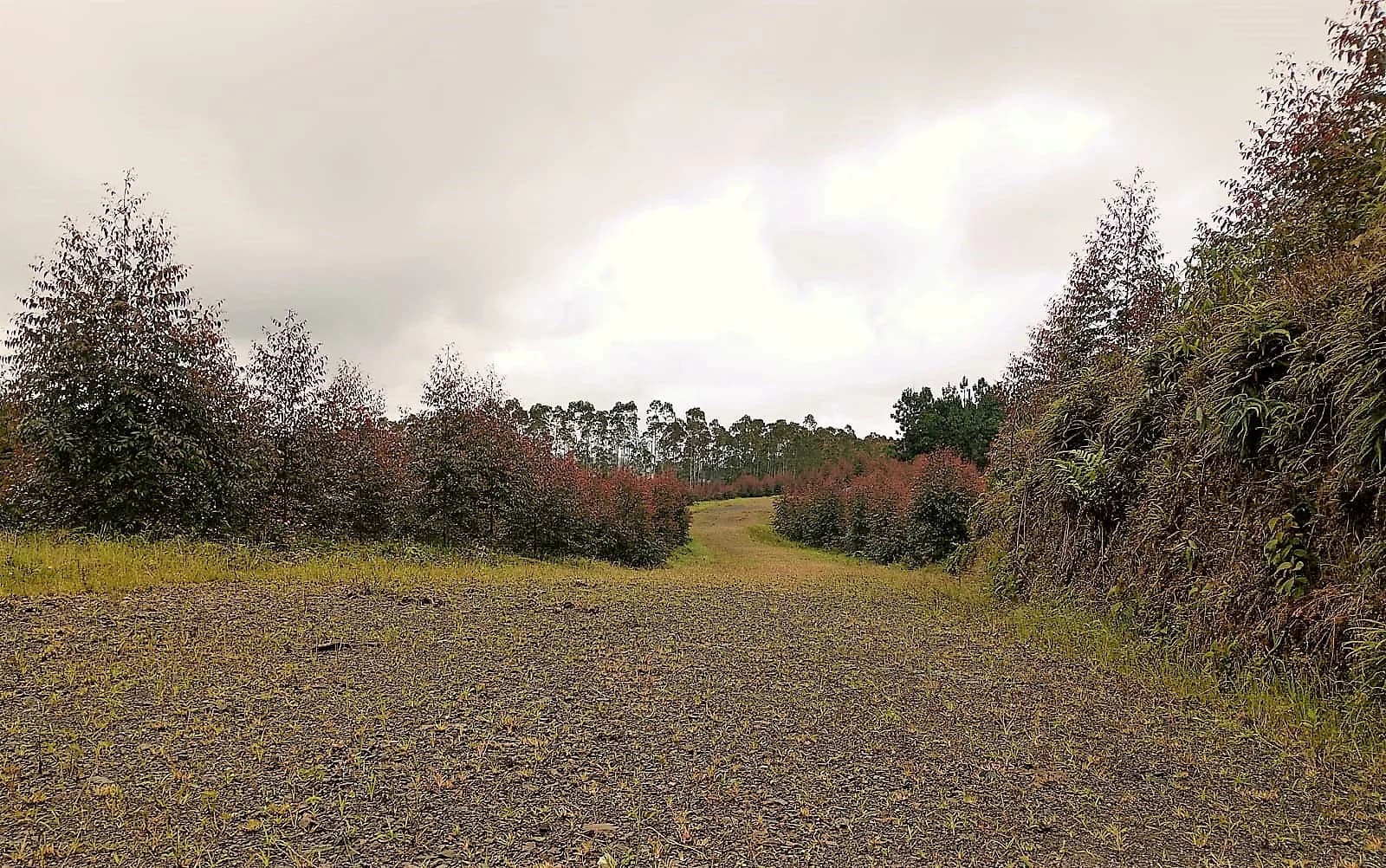 Plantación forestal EFAGRAM