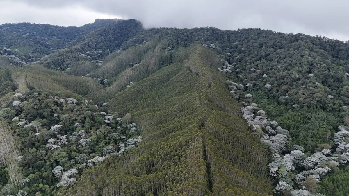Vista aérea de plantaciones forestales operadas por EFAGRAM S.A.S.