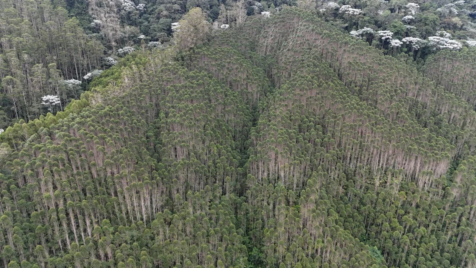 Establecimiento forestal