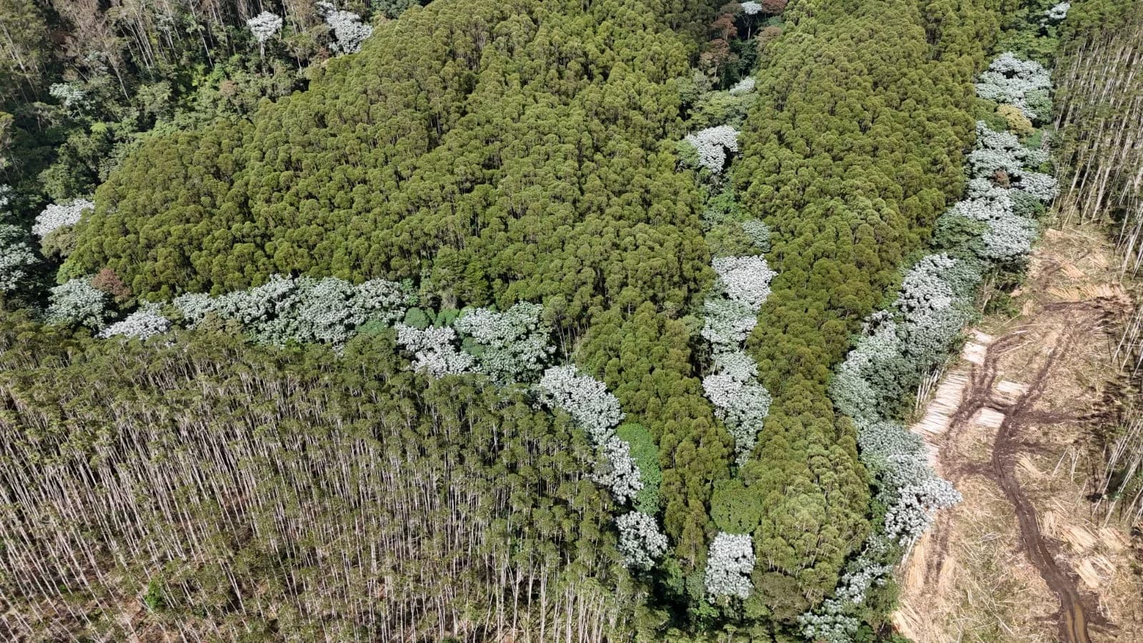 Mantenimiento de bosques